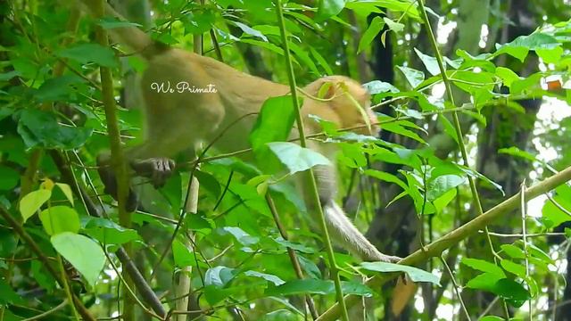 Golden girl ELpida runs upside down for looking food | @realmonkey2023 смотреть онлайн