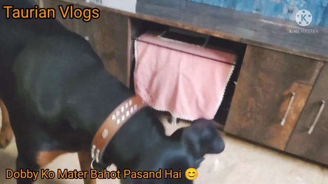 Doberman Playing | Aggressive Doberman Breed | Taurian Vlogs