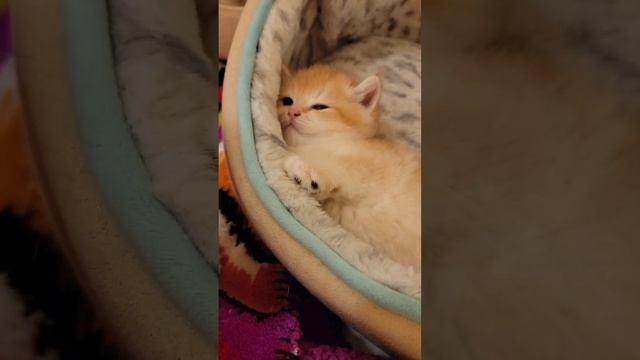 Hey! You could Share the Bed a bit you know! смотреть онлайн