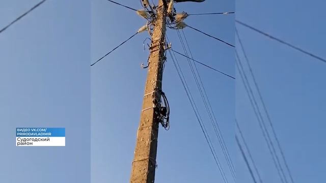 В Судогодском районе зафиксирована вспышка массового размножения непарного шелкопряда смотреть онлайн