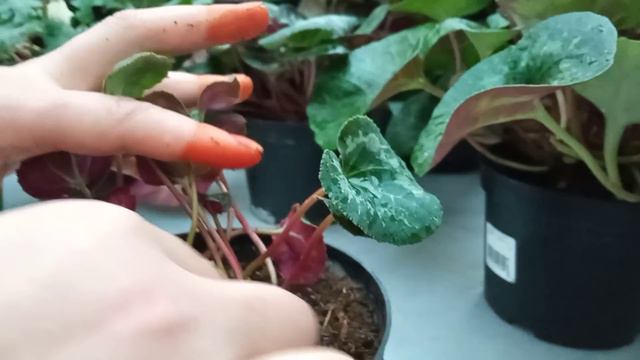 Цикламен гуллини пиёзидан купайтирса буладими