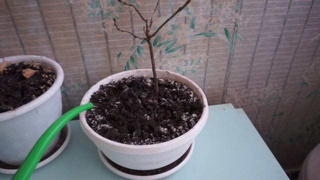 КАК ПОЛИВАТЬ БОНСАЙ ЗИМОЙ? ЕСТЬ ОТВЕТ! смотреть онлайн