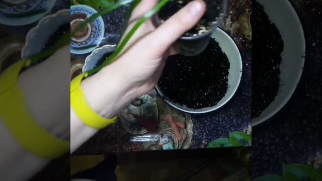Пересадка Зефірантеса зі стаканчика в горшечок 🍀 смотреть онлайн