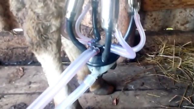 приучаем коров к доильному аппарату//первая дойка для коровы и аппарата смотреть онлайн