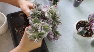 Формируем и размножаем традесканции