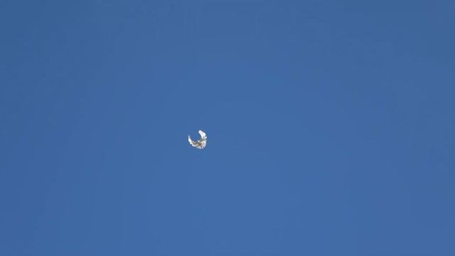 Белые голубята СВГ. Октябрь 2023 г смотреть онлайн