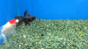 Аквариумная рыбка - Телескоп!