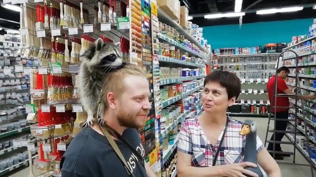 Живой енот в супермаркете смотреть онлайн