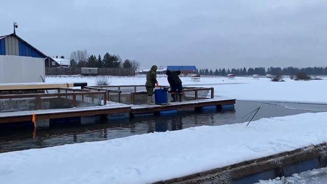 250кг форели в водоем! смотреть онлайн