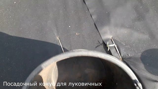 Как получить максимальный урожай клубники. смотреть онлайн