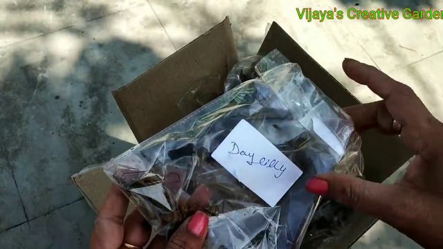 8 Flowers Grow From Bulbs In Summer N Rainy Season || 8 Bulblous Flowering Plants