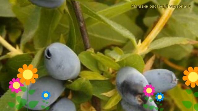Жимолость съедобная Чулымская. Краткий обзор, описание характеристик lonicera edulis Chulymskaia смотреть онлайн