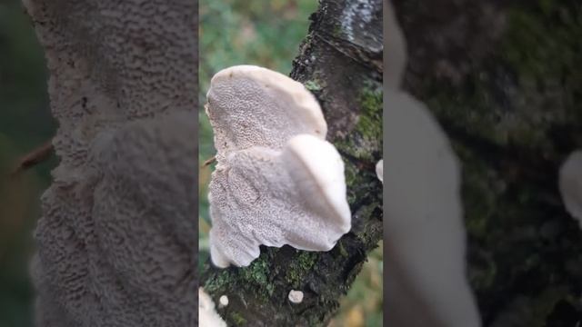 Вешенки?Грибы на старой вишне. смотреть онлайн