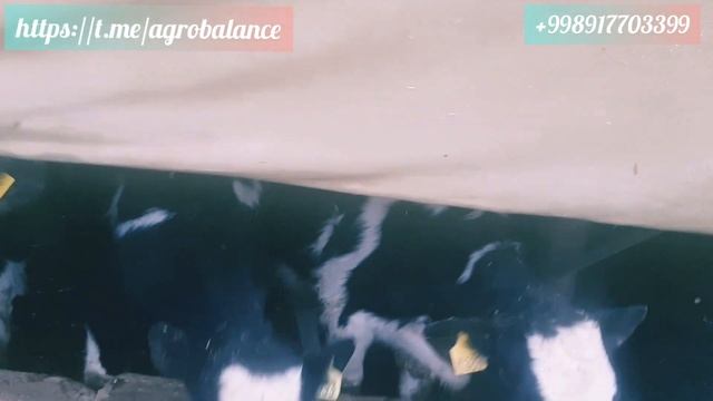 #Голштин фриз бузоклар сотувда +998917703399 смотреть онлайн