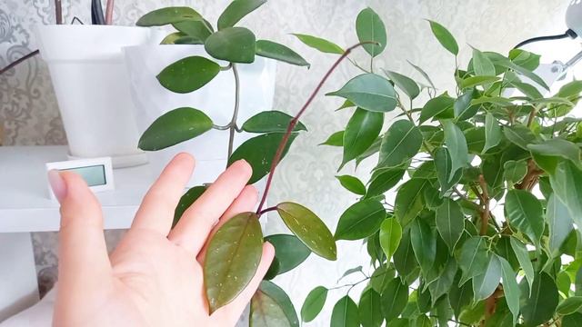 Как поживают мои хойи 🌱 Обзор хой 🪴 смотреть онлайн