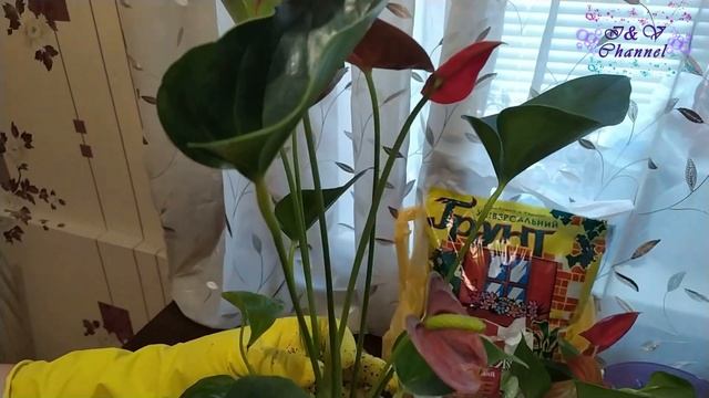 Антуриум (Anthurium). Пересадка и Размножение.