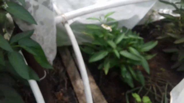 обзор огорода на 21 июля часть 2 смотреть онлайн