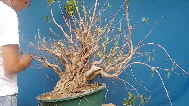 Training the Nebari (Update: TVJ Bonsai Ficus Joey September 19, 2020) with Subtitle смотреть онлайн