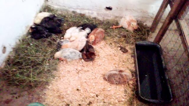 Цыплятам холодно, пересилила ) смотреть онлайн