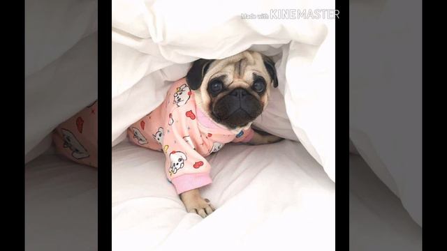 Я люблю мопсов смотреть онлайн