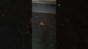 Хонда фрид спайк. запасное колесо.