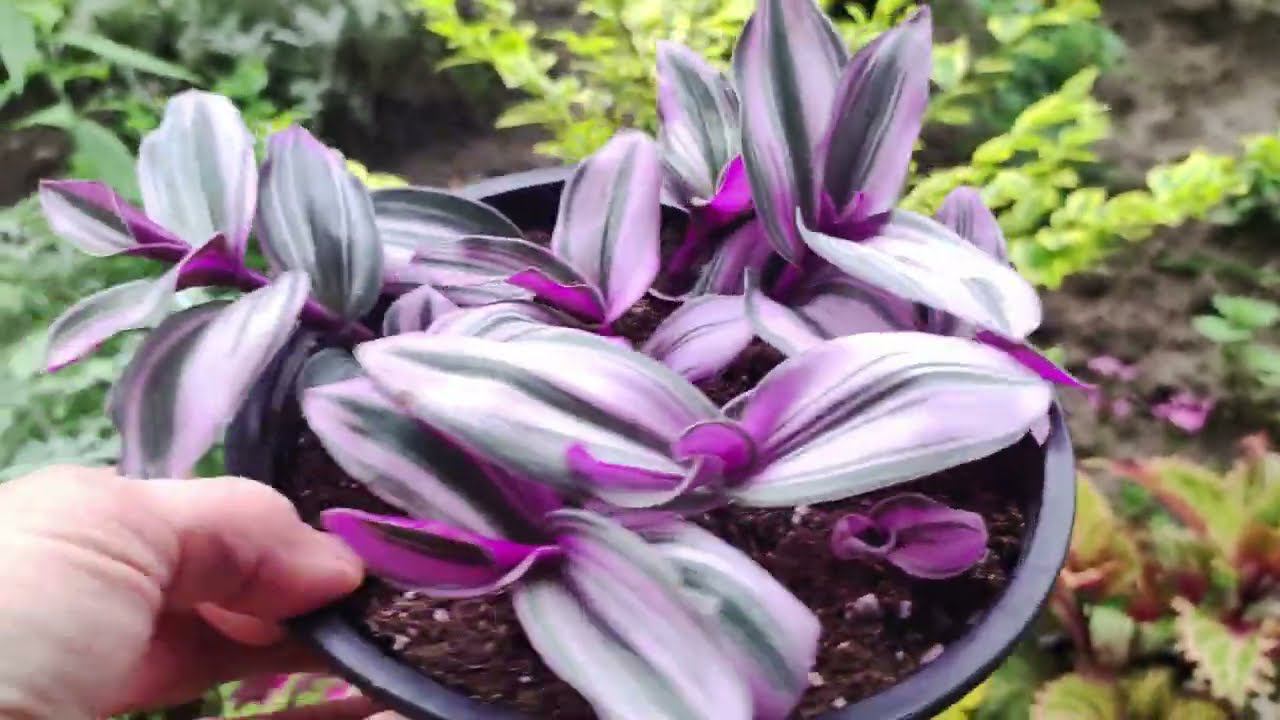 Вот такие пышные кусты из традесканций и шары из коллизий мне удалось вырастить. Традесканция в саду смотреть онлайн