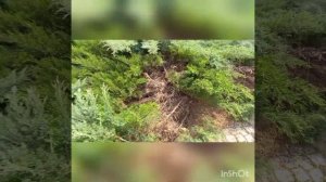 Обрезка и чистка запущенного старого можжевельника