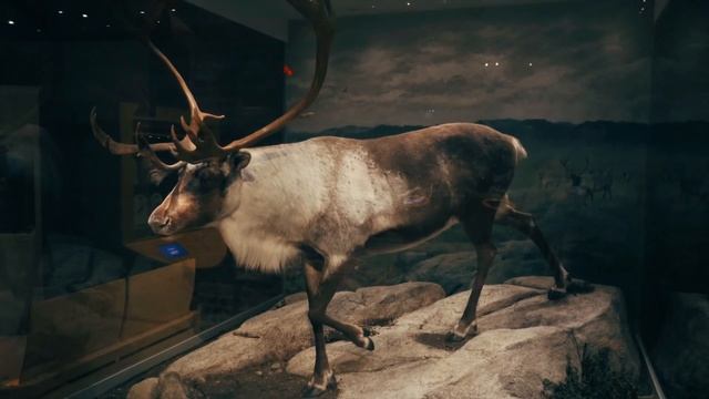 ? Реакция на подарок мужа | Вместе в музей | Как развлекаемся дома смотреть онлайн