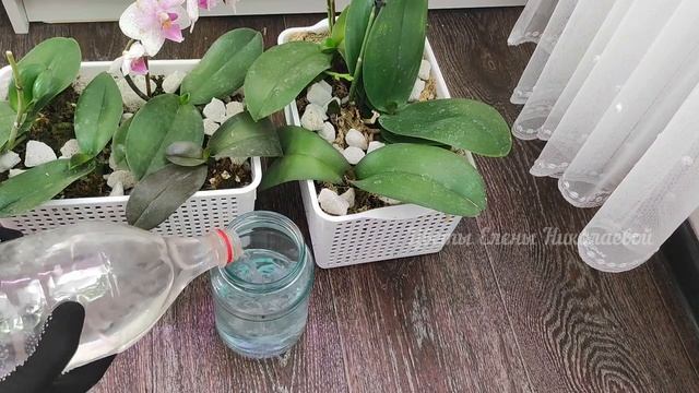 ВОЛШЕБНЫЙ ЭЛИКСИР для ОРХИДЕИ и даже дохлый цветок оживет, позеленеет и зацветет! смотреть онлайн