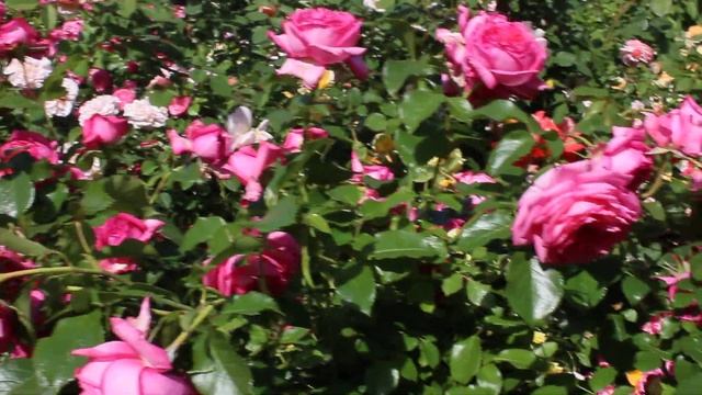 Розы Мзри Энн Букет Парфе и др 2020 смотреть онлайн