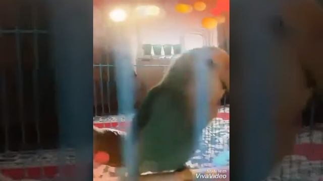 Неразлучник и пение в Кара Куль смотреть онлайн