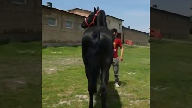 Cатылат 4 жаш бою 1,65см, порода: Орловский+Будён. Россиядан келгенине 2 кун болду. смотреть онлайн