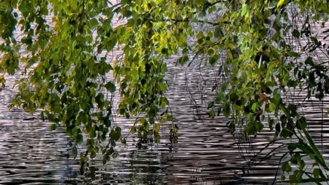 БЕРЁЗА НЕЖНАЯ смотреть онлайн