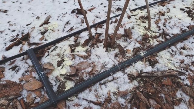 Подкисление почвы для голубики серой смотреть онлайн