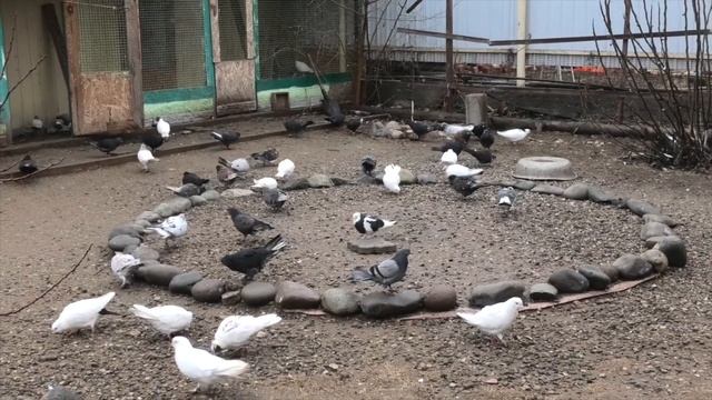 Возвращаем голубя хозяину! смотреть онлайн