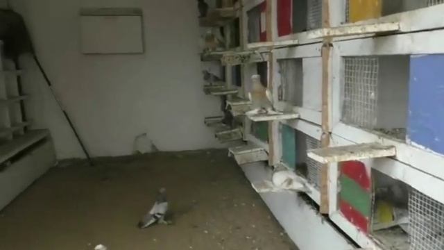 Голуби Германии Игорь. Райхерт. Зиген. смотреть онлайн