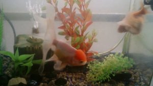 Как размножаются золотые рыбки.