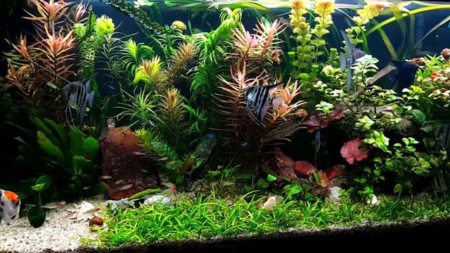 Скалярии в травнике. 400 литров релакса... смотреть онлайн