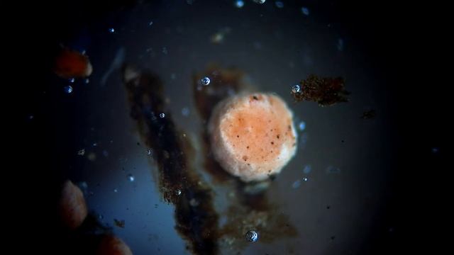 Нектрия киноварно-красная (Nectria cinnabarina) смотреть онлайн