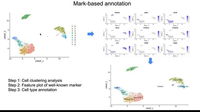 单细胞转录组细胞注释的方法 | scRNAseq cell type annotation смотреть онлайн