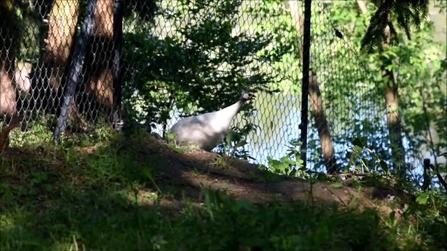 Perliczka/Helmeted Guineafowl (Numida Meleagris)