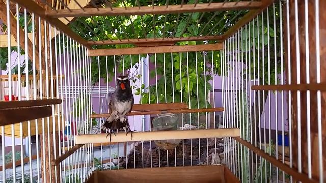 Черногрудая красношейка смотреть онлайн