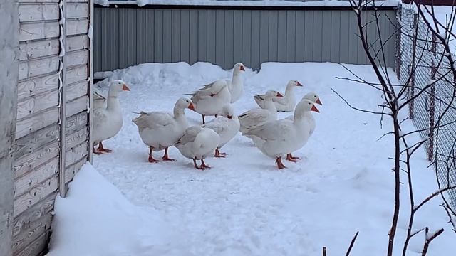 Гуси Мамут и Адлерские зимуют в теплице смотреть онлайн