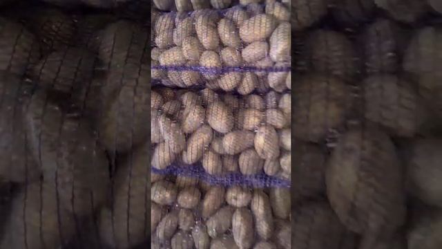 Картофель сорта Бриз 5+ оптом