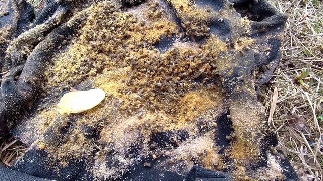Пчёлы в колоде, результаты зимовки. смотреть онлайн