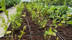 Голубика в малообъёмке на системе интенсивного выращивания!