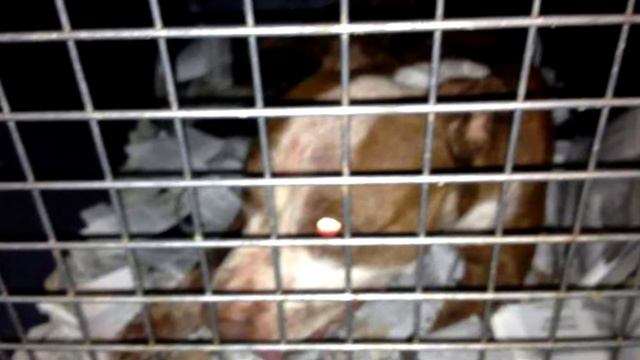 Он так хотел жить, что прогрыз дыру в чемодане...