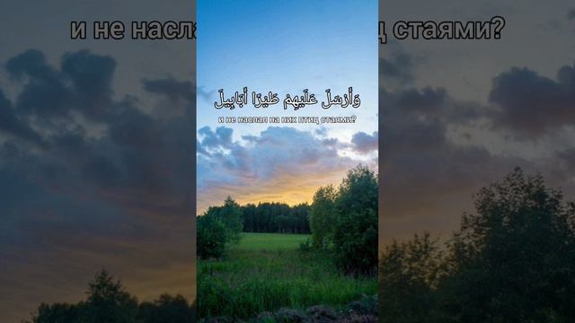 Сура «Аль-Филь» (Слон) #аяты #сура #ислам #коран #уммапророкамухаммадаﷺ #пророкмухаммадﷺ #мечеть смотреть онлайн