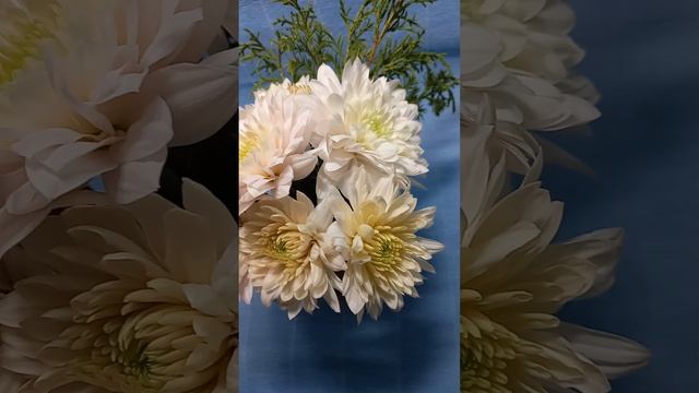 Хризантема одноголовая Zembla vanilla смотреть онлайн