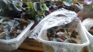 Черенкование вечноцветущей бегонии.